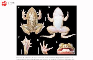 칼리만탄서 송곳니 개구리 신종 2종 발견, 생물다양성 보전 시급성 강조