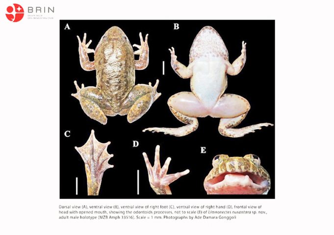 칼리만탄서 송곳니 개구리 신종 2종 발견, 생물다양성 보전 시급성 강조