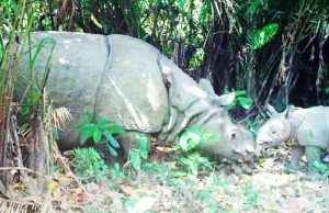 세계 마지막 자바코뿔소, 멸종 위기 속 필사의 생존기