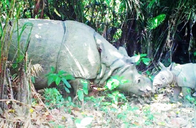 세계 마지막 자바코뿔소, 멸종 위기 속 필사의 생존기