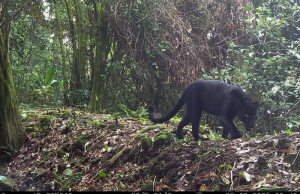 인도네시아 상가부아나 산맥, 자바표범 19마리 서식 확인… 생태계 보전 ‘청신호’
