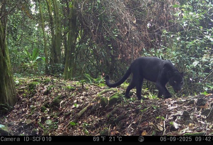 인도네시아 상가부아나 산맥, 자바표범 19마리 서식 확인… 생태계 보전 ‘청신호’