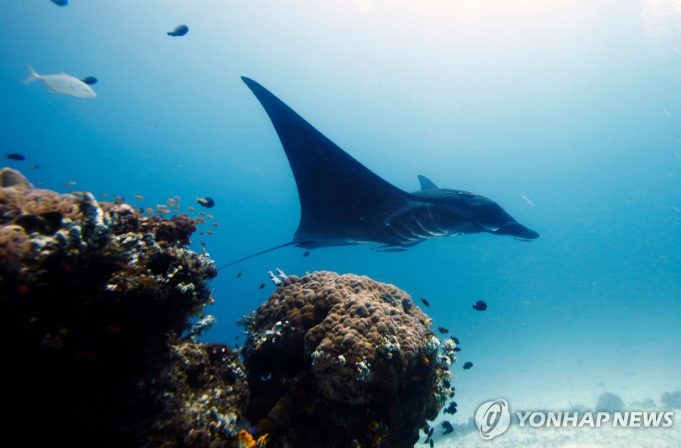 유네스코, 인니 산호섬 라자 암팟 군도 등 ‘생물권 보전’ 26곳 추가