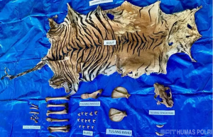 수마트라 호랑이 가죽 밀매 조직원, 끈질긴 추적 끝에 검거