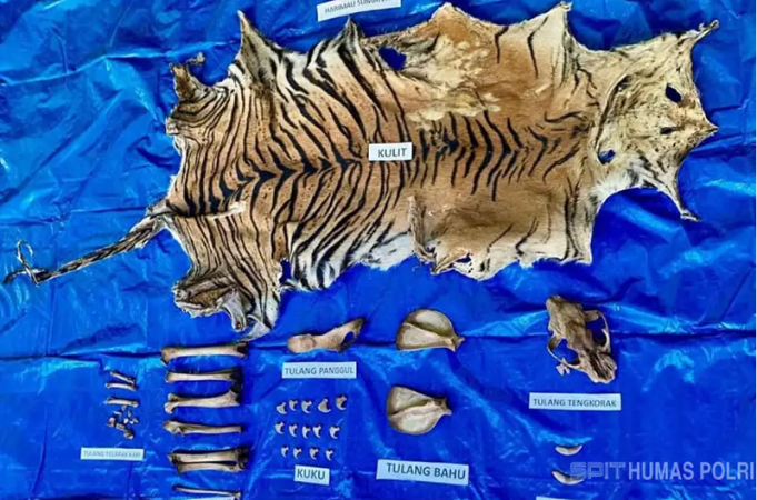 수마트라 호랑이 가죽 밀매 조직원, 끈질긴 추적 끝에 검거