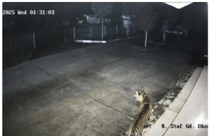 서식지 파편화의 비극… 사무실의 호랑이, 호텔의 표범 출몰