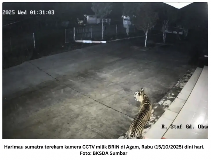 서식지 파편화의 비극… 사무실의 호랑이, 호텔의 표범 출몰