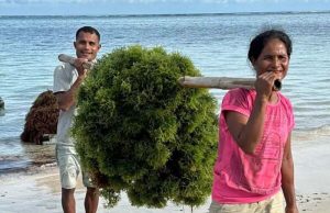 해조류, 미래 성장 동력으로 급부상… 국내외 투자자 관심 집중