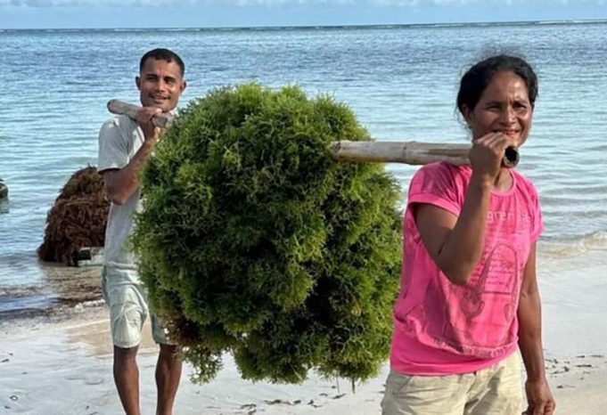 해조류, 미래 성장 동력으로 급부상… 국내외 투자자 관심 집중