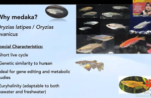 제브라피쉬·메다카, 생명의학 연구의 핵심 모델로 부상