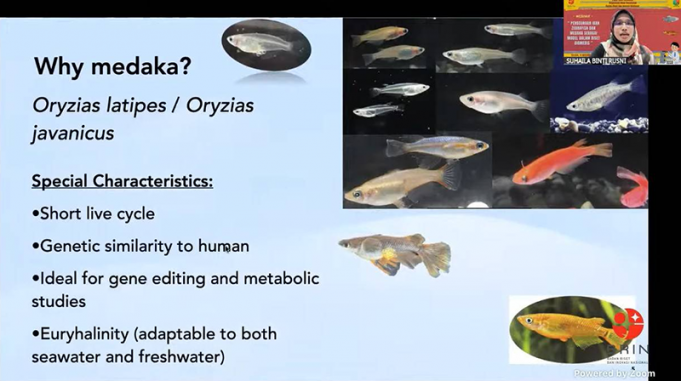 제브라피쉬·메다카, 생명의학 연구의 핵심 모델로 부상