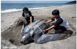 인도네시아 부루섬, 장수거북 해양보호구역으로 지정