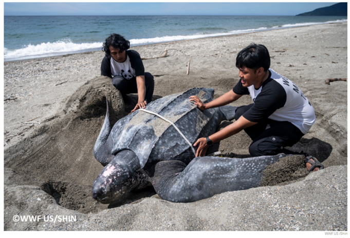 인도네시아 부루섬, 장수거북 해양보호구역으로 지정