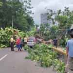 자카르타 시내에서 강풍으로 인해 큰 나무가 쓰러져 있다. 2025.11.20