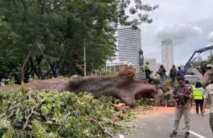 자카르타, 강풍 쓰러진 나무에 MRT 운행 중단 대혼란