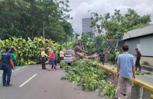 자카르타, 우기 돌풍에 나무 쓰러져… 스나얀 일대 교통 대혼잡