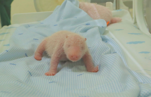 인도네시아 자이언트 판다 새끼 탄생, 대통령이 ‘사트리오’ 명명