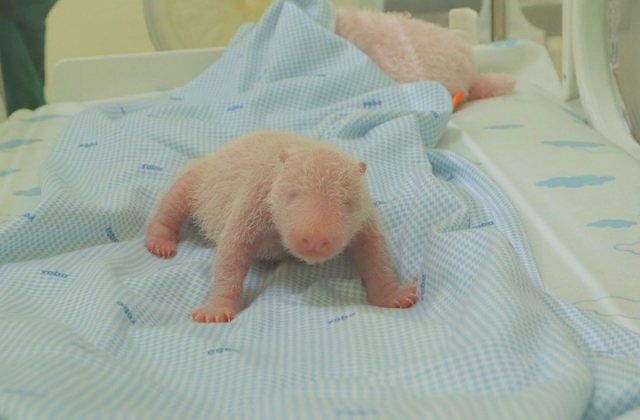 Taman Safari Bogor에서 태어난 아기 판다