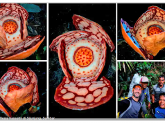 수마트라서 ‘라플레시아 하셀티’ 희귀 식물 발견