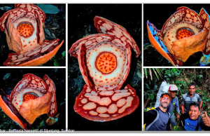 수마트라서 ‘라플레시아 하셀티’ 희귀 식물 발견