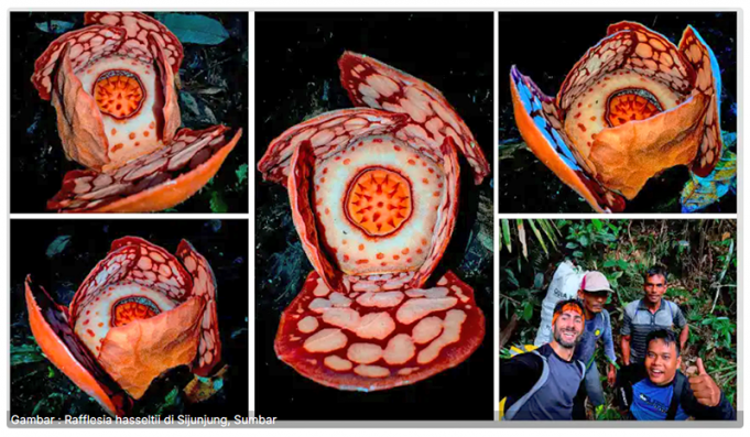 수마트라서 ‘라플레시아 하셀티’ 희귀 식물 발견