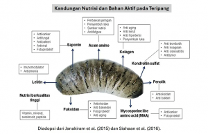 BRIN, ‘흑해삼’의 항암·항당뇨 효능 규명… 신약 원료 가능성