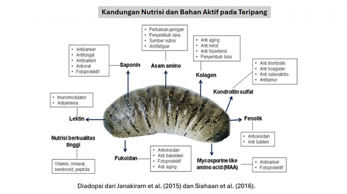 BRIN, ‘흑해삼’의 항암·항당뇨 효능 규명… 신약 원료 가능성