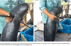 ‘상괭이’ 사체를 장난감처럼… 틱톡 영상에 ‘공분’