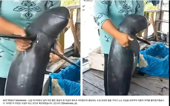 ‘상괭이’ 사체를 장난감처럼… 틱톡 영상에 ‘공분’
