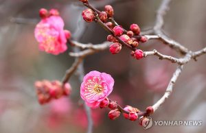 눈길 사로잡는 홍매화