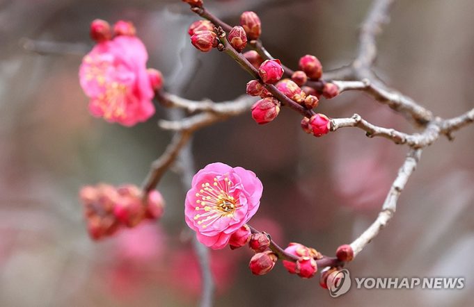 눈길 사로잡는 홍매화