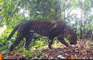 서부자바 경찰, 상가부아나서 자바표범 밀렵 혐의자 5명 체포