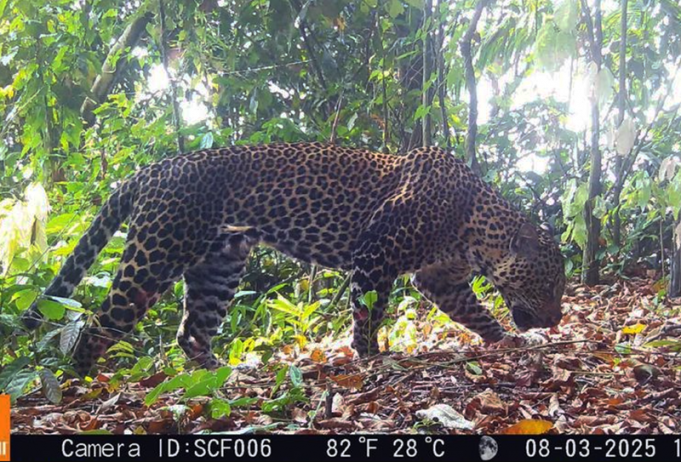 서부자바 경찰, 상가부아나서 자바표범 밀렵 혐의자 5명 체포