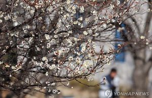 활짝 핀 매화