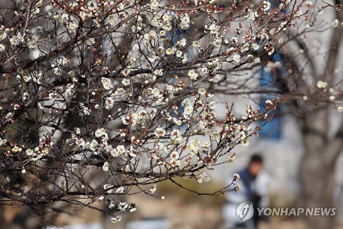 활짝 핀 매화