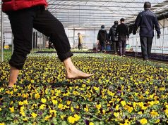 ‘꽃길을 걷다’… 안양 꽃양묘장 맨발길 산책하는 시민들