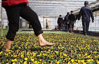 ‘꽃길을 걷다’… 안양 꽃양묘장 맨발길 산책하는 시민들