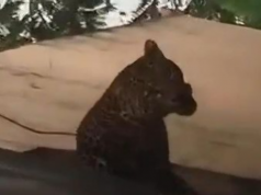 반둥 주택가 한복판에 표범 출몰 ‘발칵’… 주민 2명 부상 끝에 생포