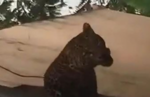 (동영상) 반둥 주택가 한복판에 표범 출몰 ‘발칵’… 주민 2명 부상 끝에 생포