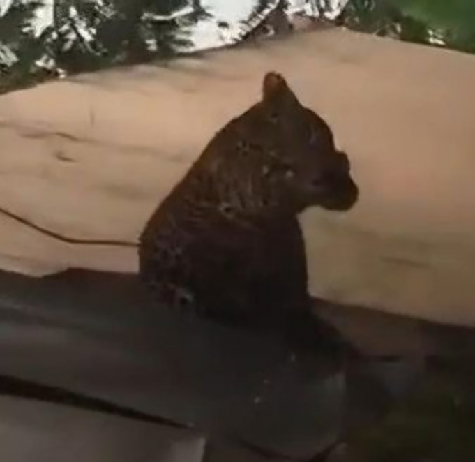 (동영상) 반둥 주택가 한복판에 표범 출몰 ‘발칵’… 주민 2명 부상 끝에 생포