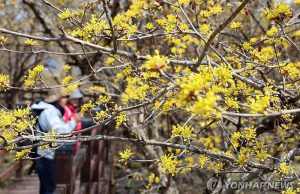 산수유 꽃길 걷기