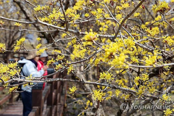 산수유 꽃길 걷기