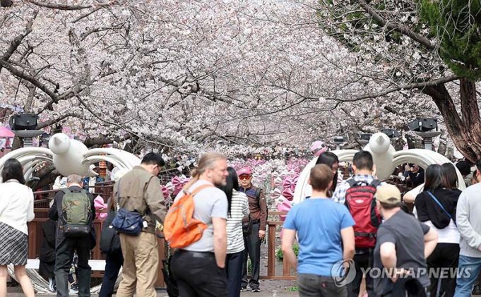 ‘K-벚꽃’ 진해군항제 개막