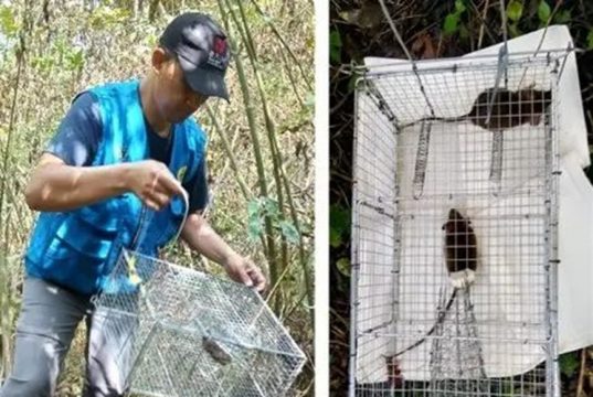 인도네시아 국립연구혁신청, “페스트 재발 가능성 배제 못해”…’침묵기’ 경고 발령