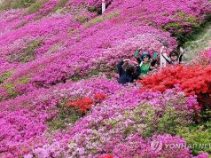 부산 백양산 ‘철쭉 나들이’