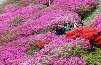 부산 백양산 ‘철쭉 나들이’