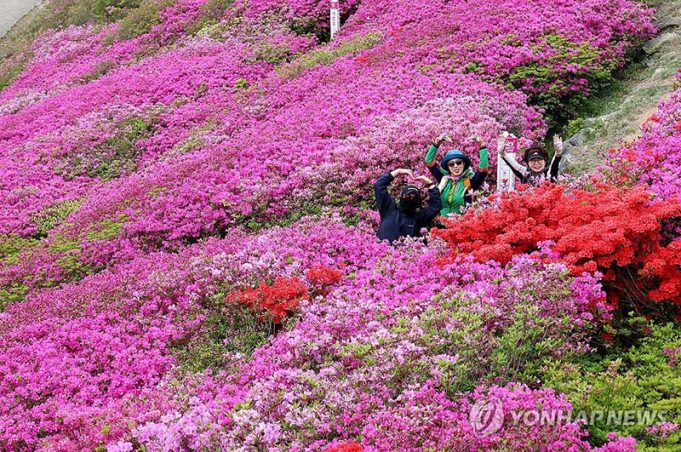 부산 백양산 ‘철쭉 나들이’