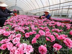 폐열로 키운 카네이션