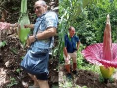 서수마트라, 희귀 ‘거대 시체꽃’ 만개… 전 세계 관광객 발길 이어져