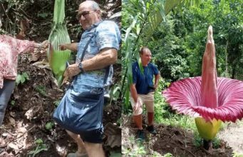 서수마트라, 희귀 ‘거대 시체꽃’ 만개… 전 세계 관광객 발길 이어져